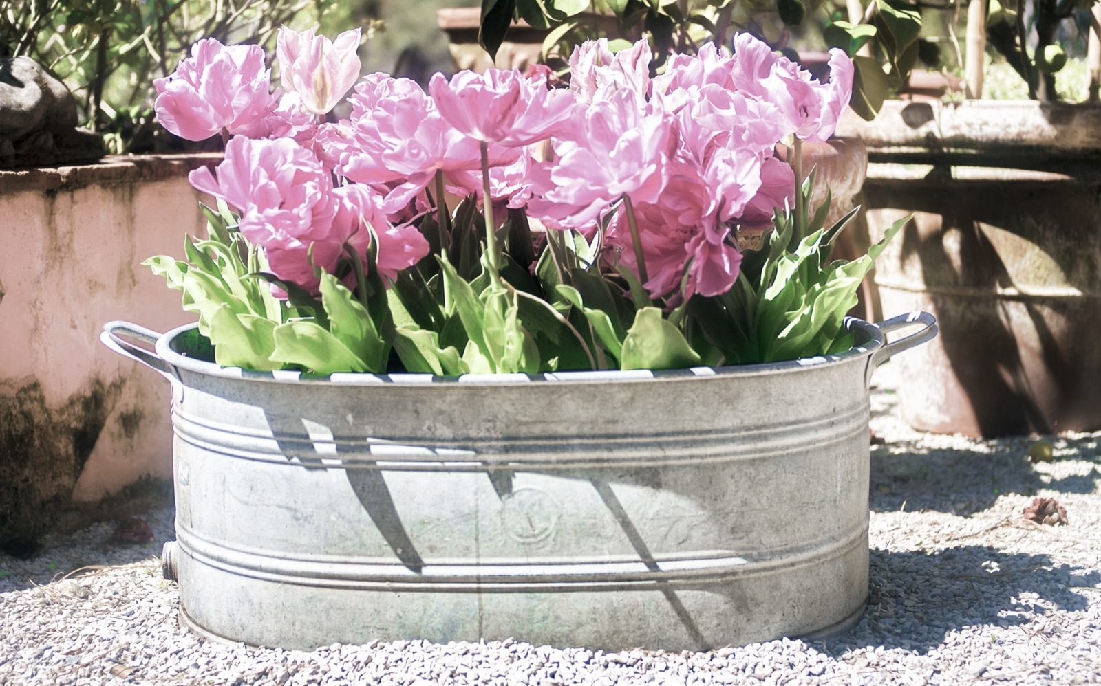 Pink tulips planted in an old tin tub on a stone terrace in Aramo
