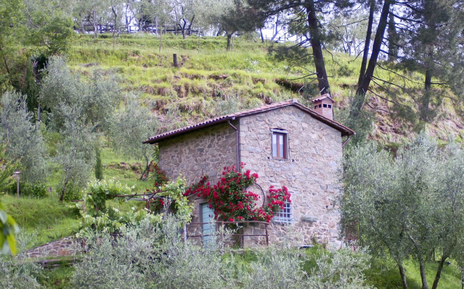 An old stone house among olive terraces near Castelvecchio