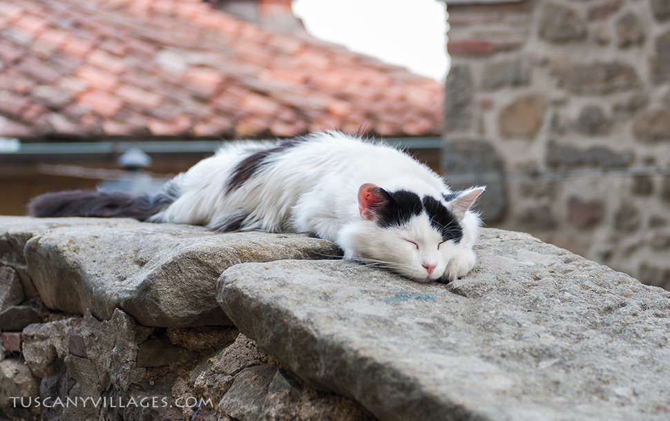 A black and white cat asleep on its side on top of a stone wall