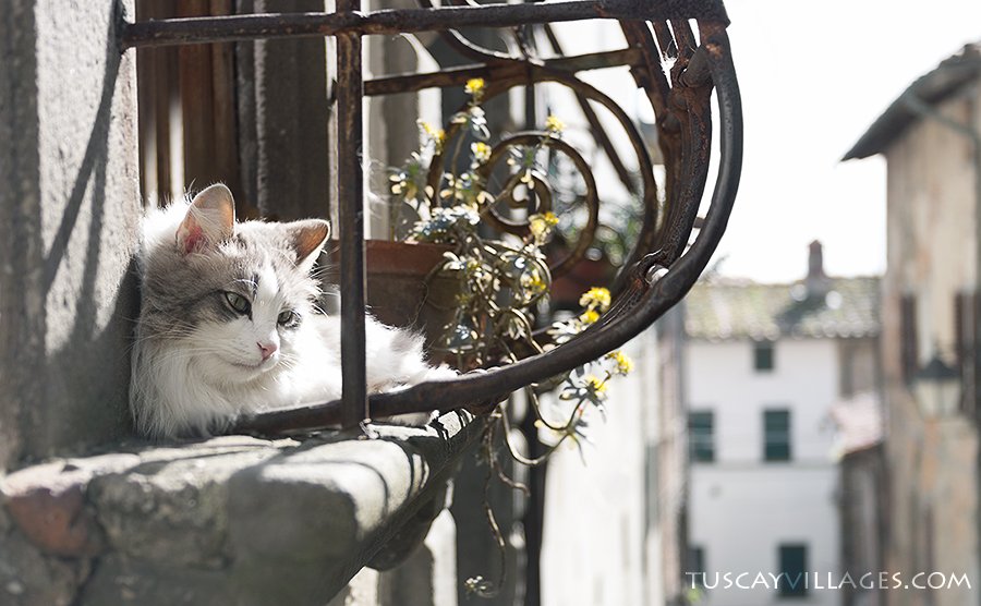 A grey and white cat resting on a sunny window ledge behind a curly wrought-iron grille