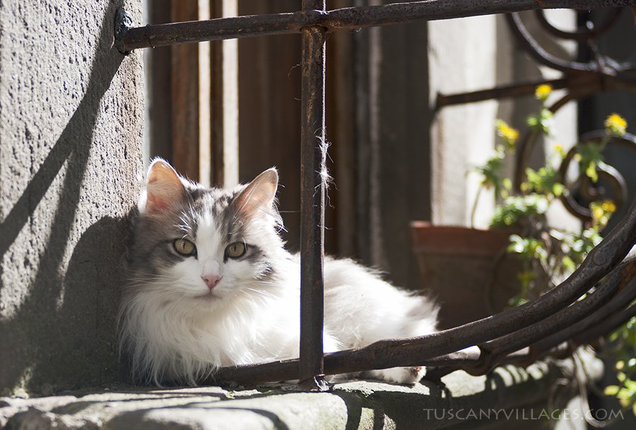 A fluffy grey and white cat lying on a window ledge behind ornate ironwork
