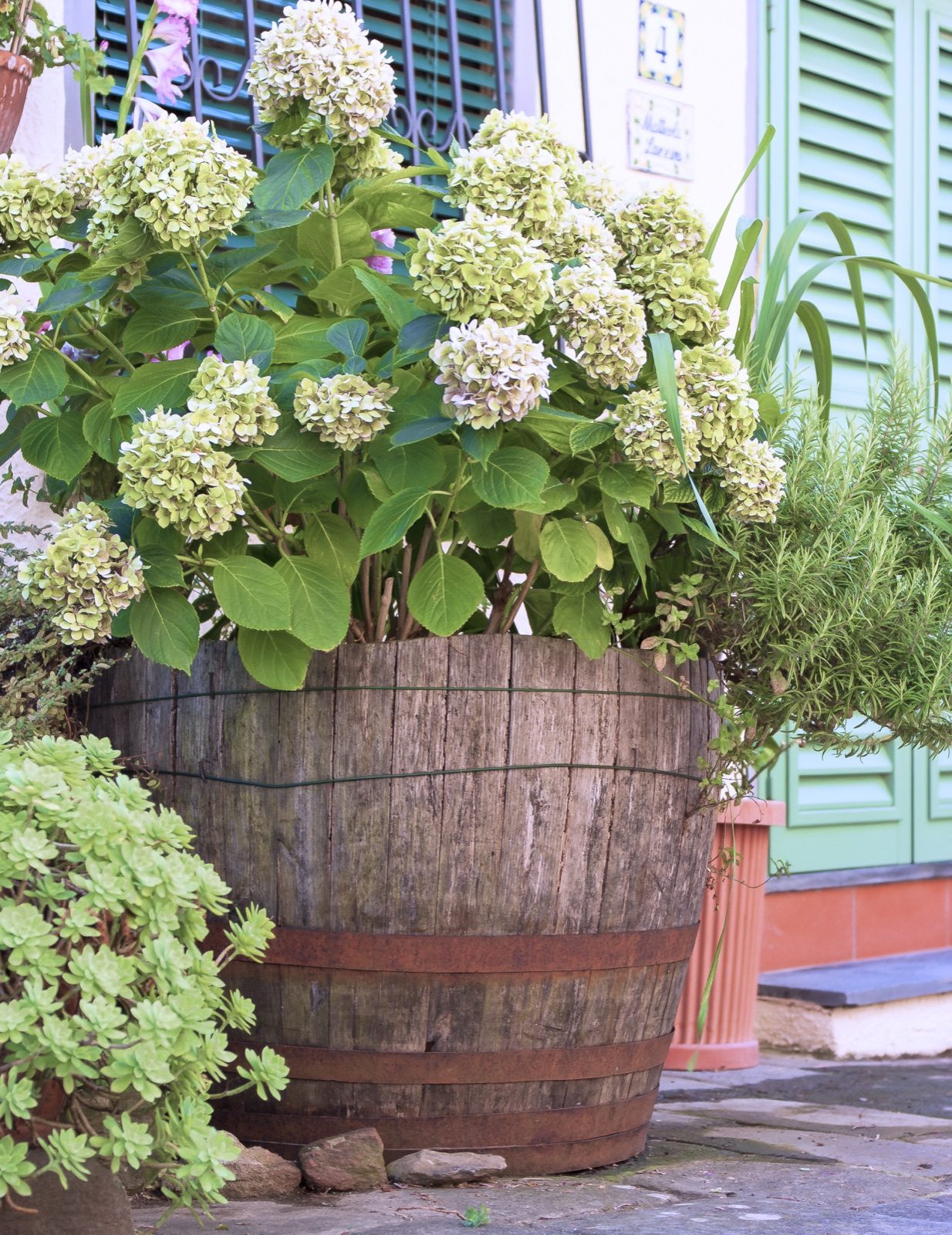 Big white hydrangeas growing in an old wooden barrel in Fibbialla