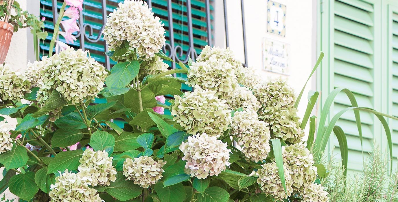 Blue hydrangeas in pots outside a stone house in Fibbialla