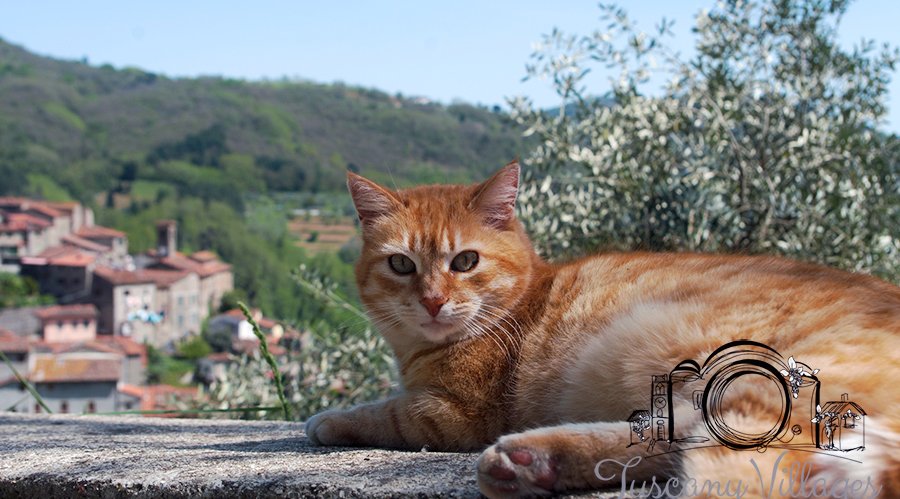 A ginger cat lying on a wall with the village of Castelvecchio on the hillside behind