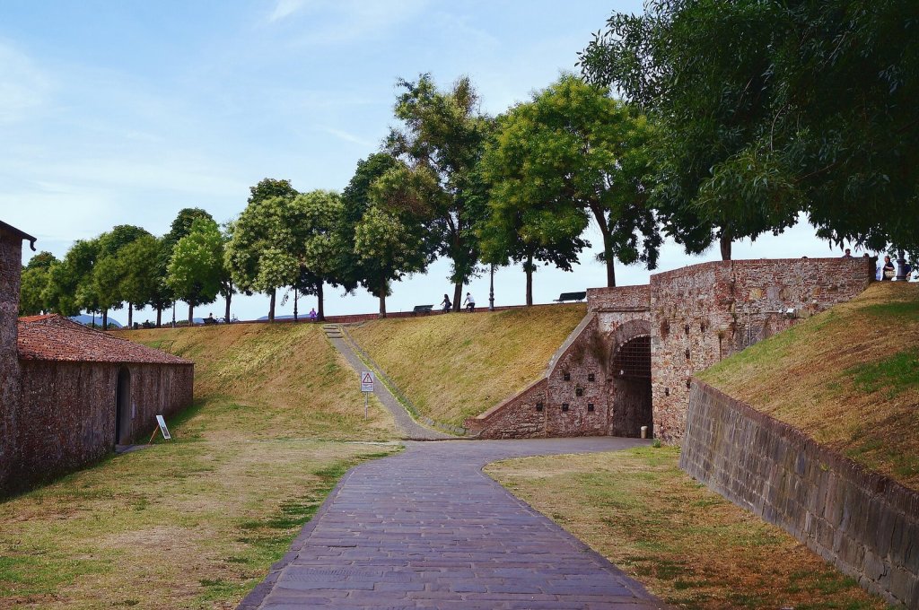 A wide path lined with tall plane trees running along the top of the Lucca city walls