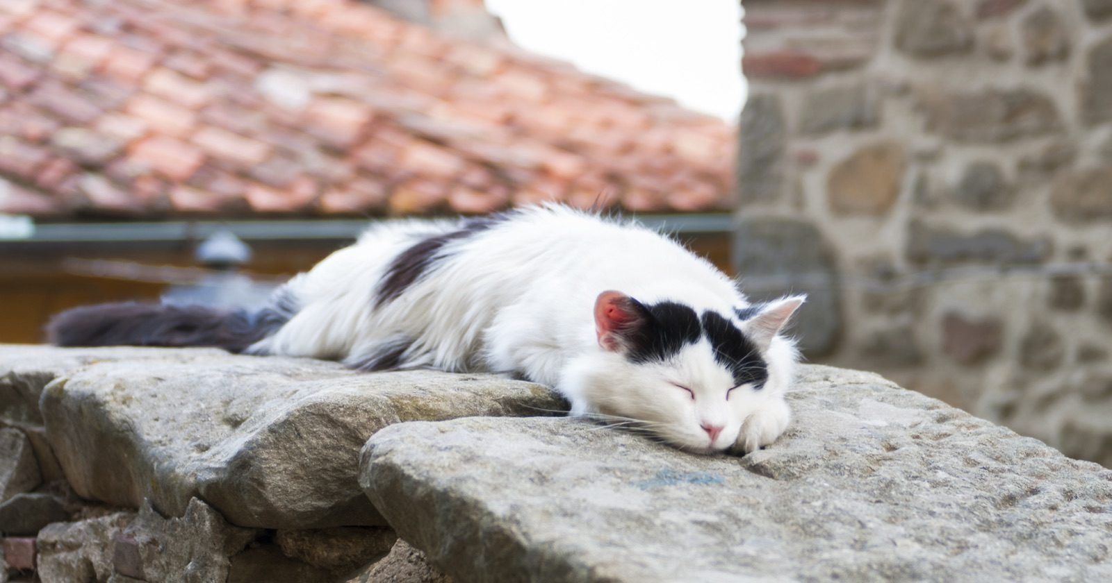 A black and white cat asleep on a stone wall in Medicina