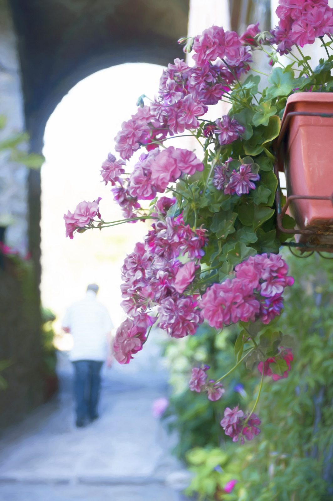 Pink and purple flowers tumbling down a stone wall beside an archway in Medicina
