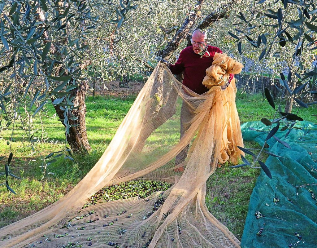 A man gathering olives from nets spread under the trees in a Tuscan grove