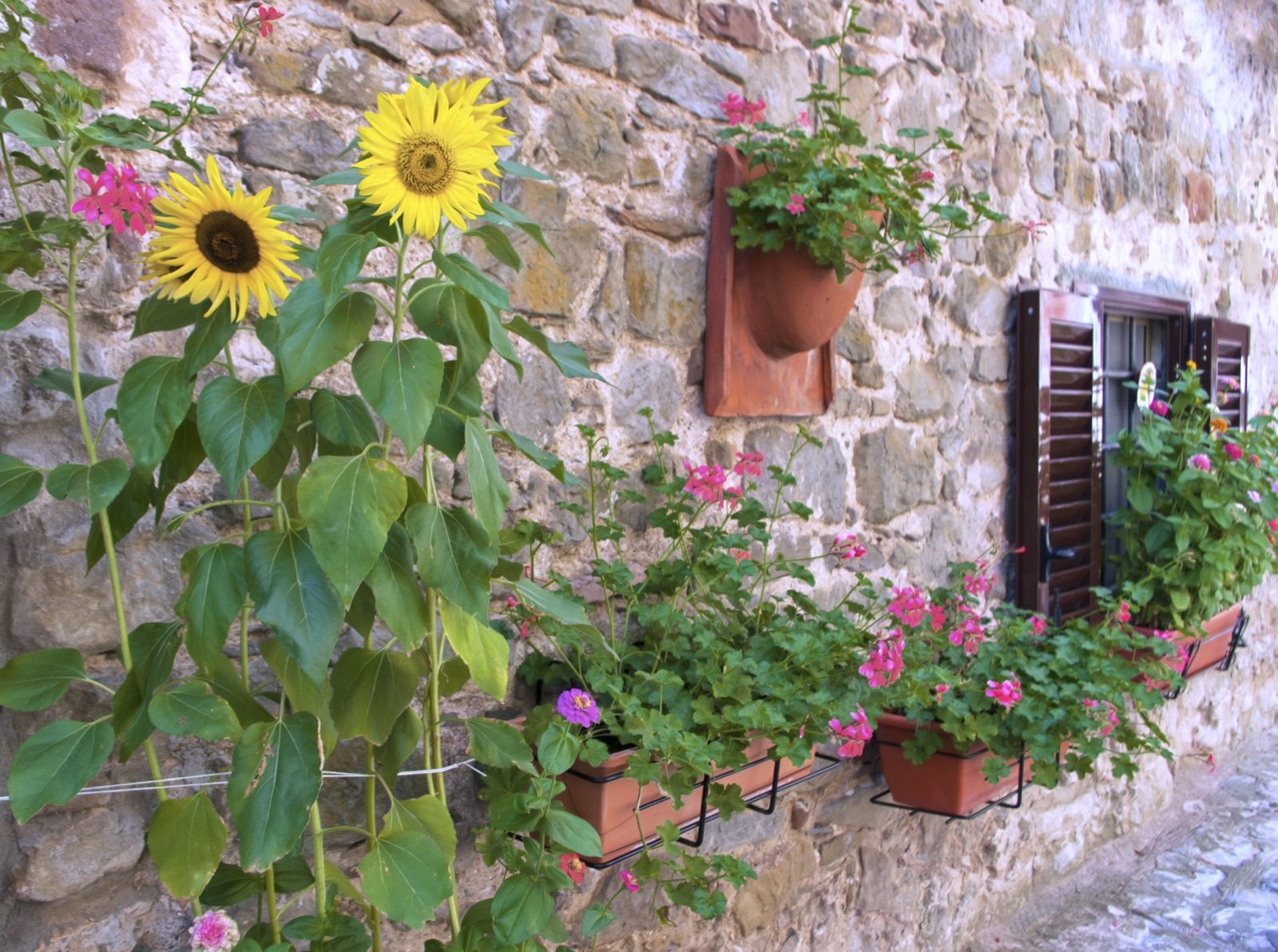 Sunflowers and geraniums in pots against an old stone wall in Pontito