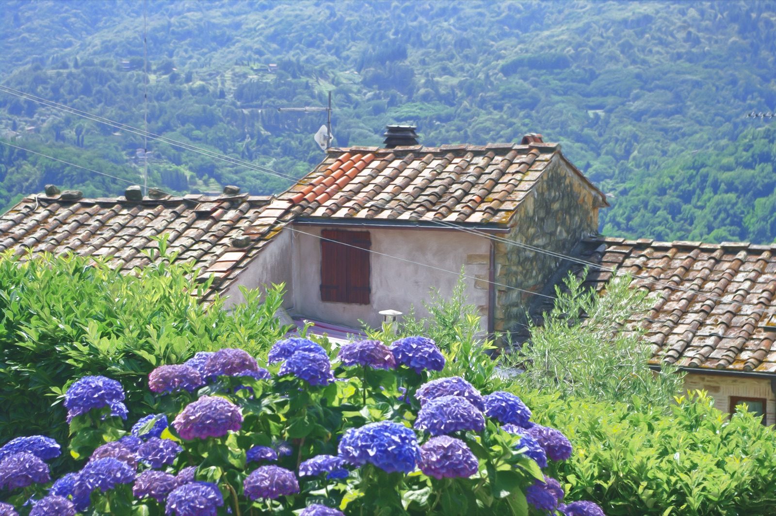 Blue and purple hydrangeas in front of terracotta rooftops in Sorana