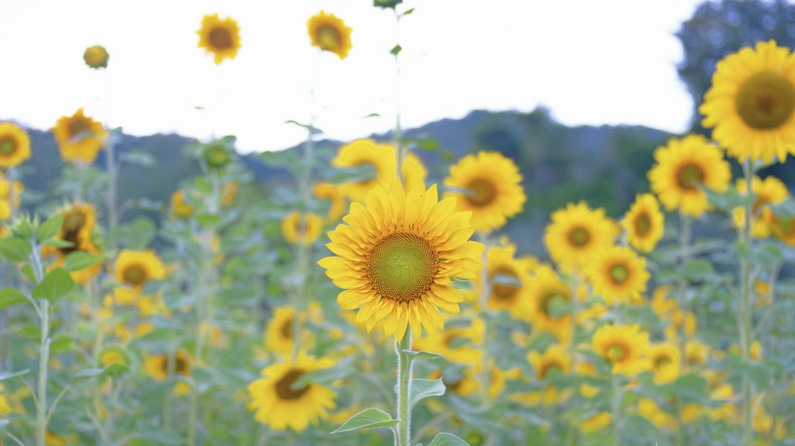 A cluster of bright yellow sunflowers against a pale sky