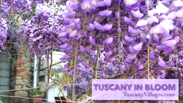 Purple wisteria flowers moving gently in the breeze, with the words Tuscany in Bloom