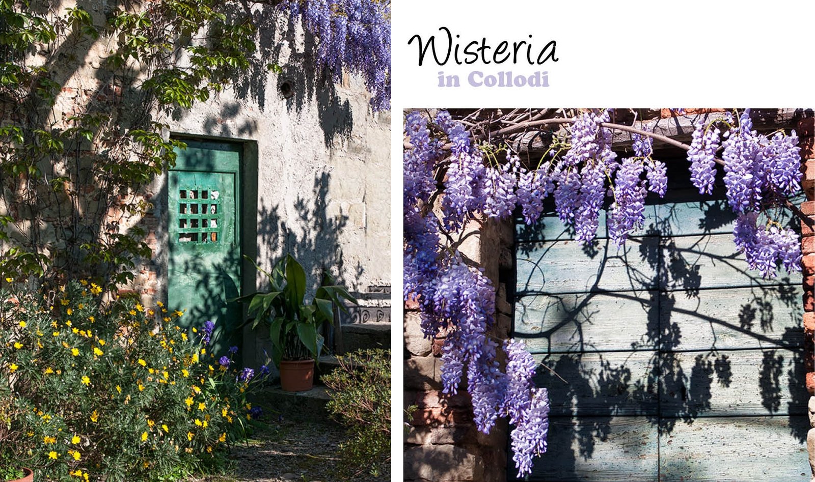Purple wisteria hanging over a green door and a window in Collodi
